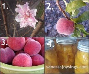 canning peaches